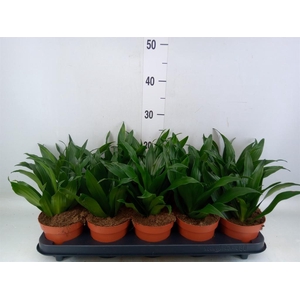Dracaena frag. 'Compacta'