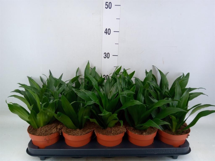 <h4>Dracaena frag. 'Compacta'</h4>