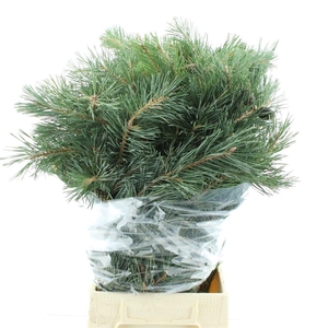 PINUS MUGO VAR MUGHU