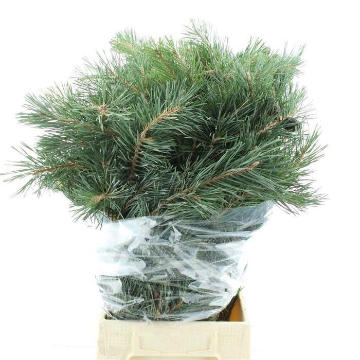 <h4>PINUS MUGO VAR MUGHU</h4>