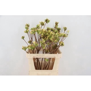 RHODO OV