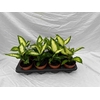 Dieffenbachia overig gemengd