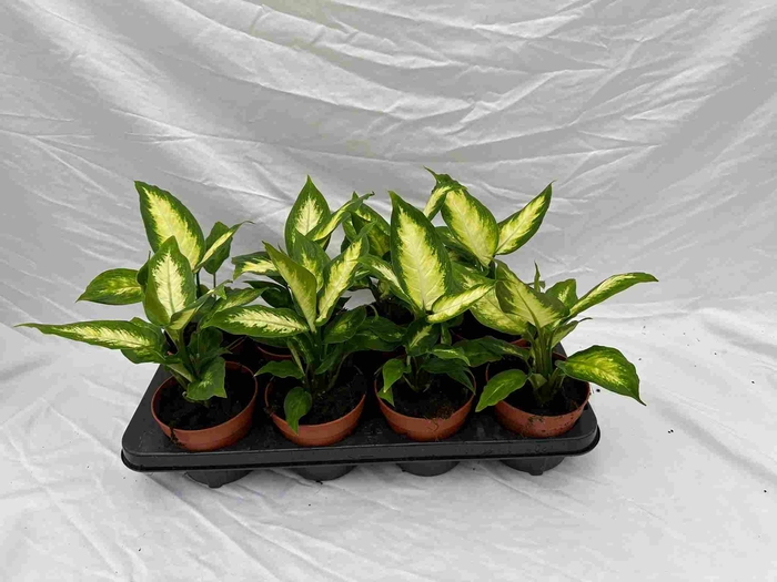 Dieffenbachia overig gemengd