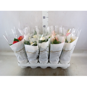 Anthurium andr.   ...mix  3