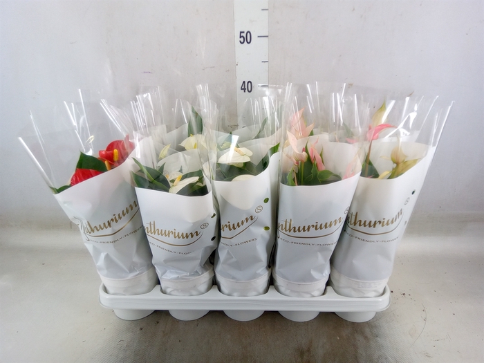 <h4>Anthurium andr.   ...mix  3</h4>