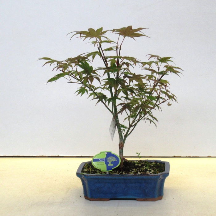 <h4>Acer palmatum atropurpureum, 25cm.</h4>