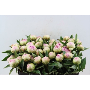 Paeo L Pink Giant