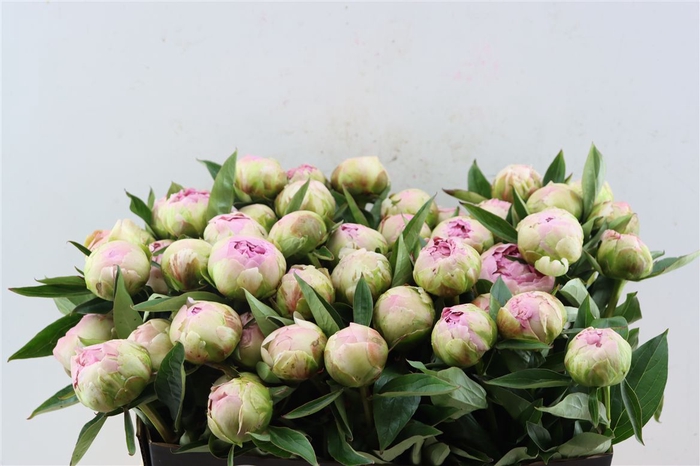 <h4>Paeo L Pink Giant</h4>