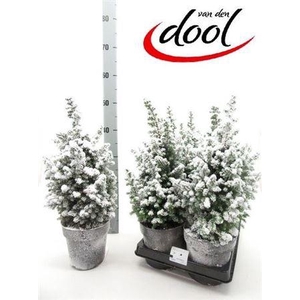 Cham Th Top Point Met Snow