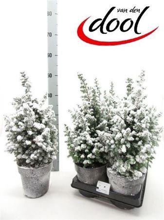 <h4>Cham Th Top Point Met Snow</h4>