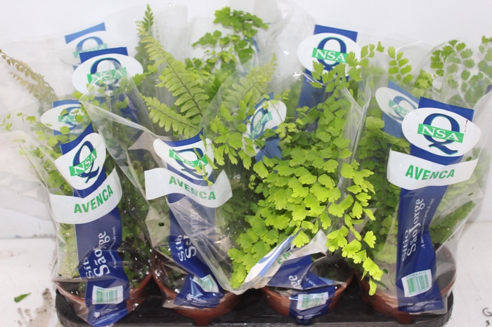 <h4>AVENCA VARIADA P15</h4>