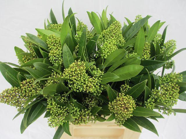 <h4>SKIM C KEW GREEN BS</h4>