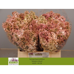 SYR HY MAIDENS BLUSH