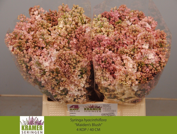 <h4>SYR HY MAIDENS BLUSH</h4>