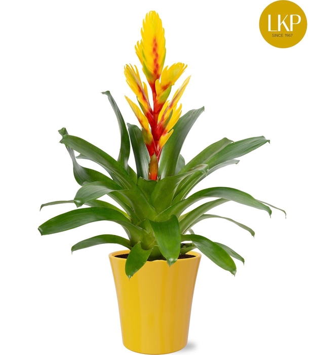 Vriesea Intenso Yellow