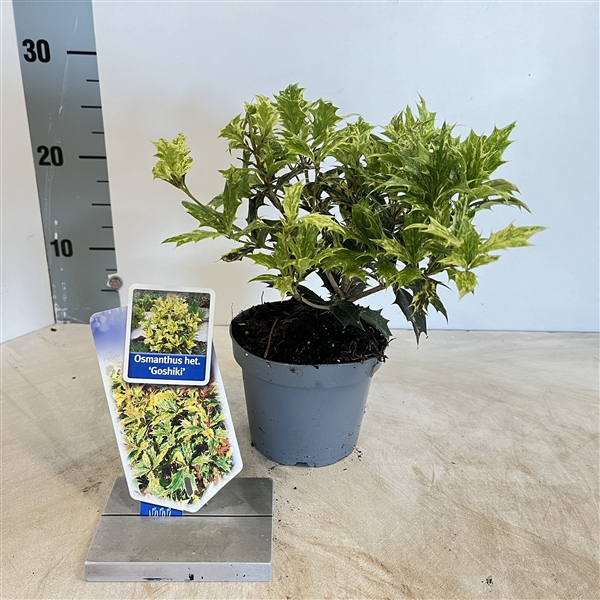 <h4>Osmanthus het. ‘Goshiki’</h4>