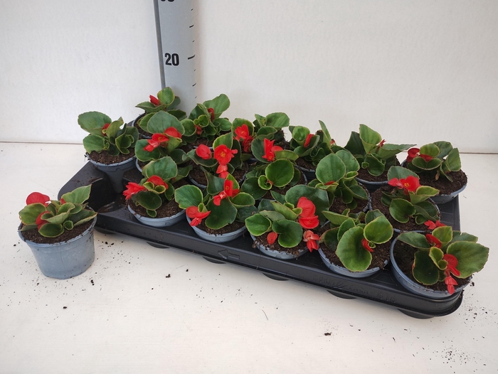 <h4>BEGO SE VOL SCARLET</h4>