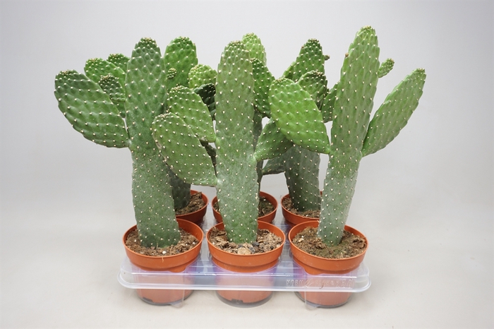 <h4>Opuntia</h4>