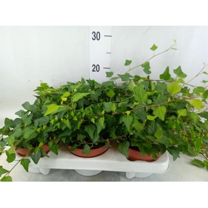 Hedera helix 'Lady Kay'