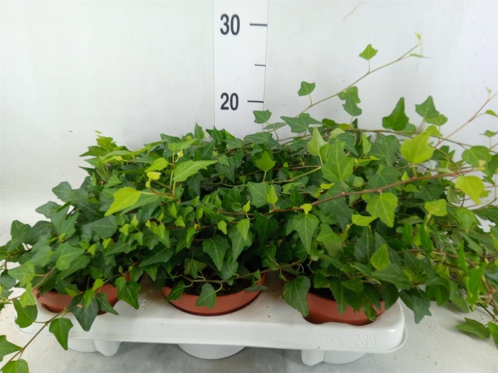 <h4>Hedera helix 'Lady Kay'</h4>