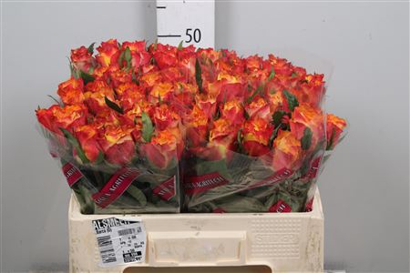 <h4>R Gr Downtown!</h4>