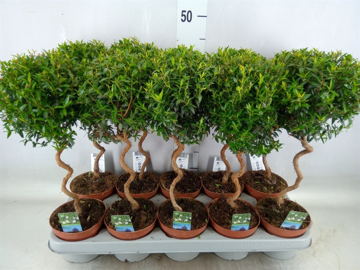 <h4>Myrtus communis</h4>