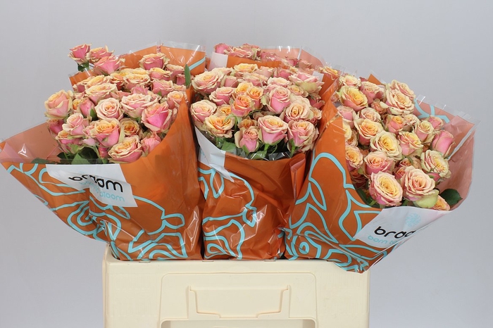<h4>Rosa Tr Antigua</h4>
