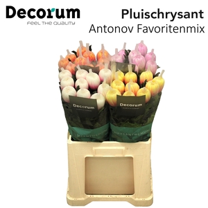 CHR G ANTONOV KLB MIX