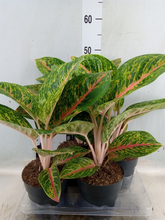 <h4>Aglaonema   ...</h4>