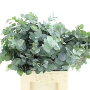 EUC CINEREA PER BOS