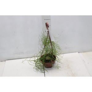 BOWIEA VOLUBILIS C13