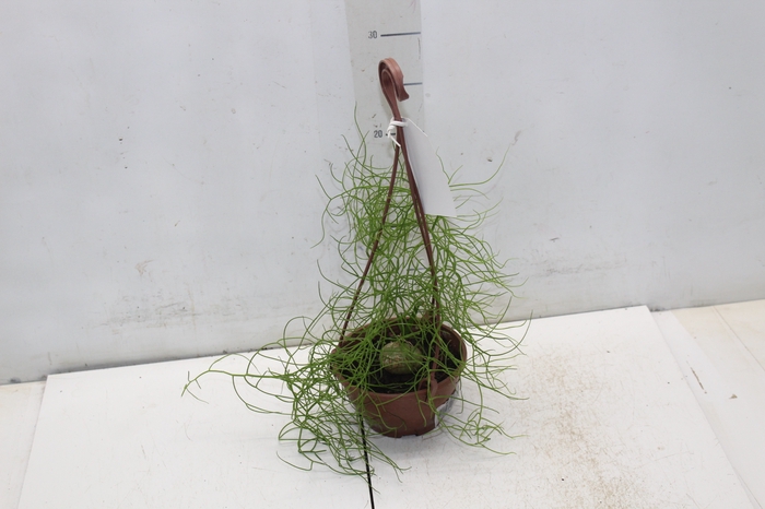 <h4>BOWIEA VOLUBILIS C13</h4>