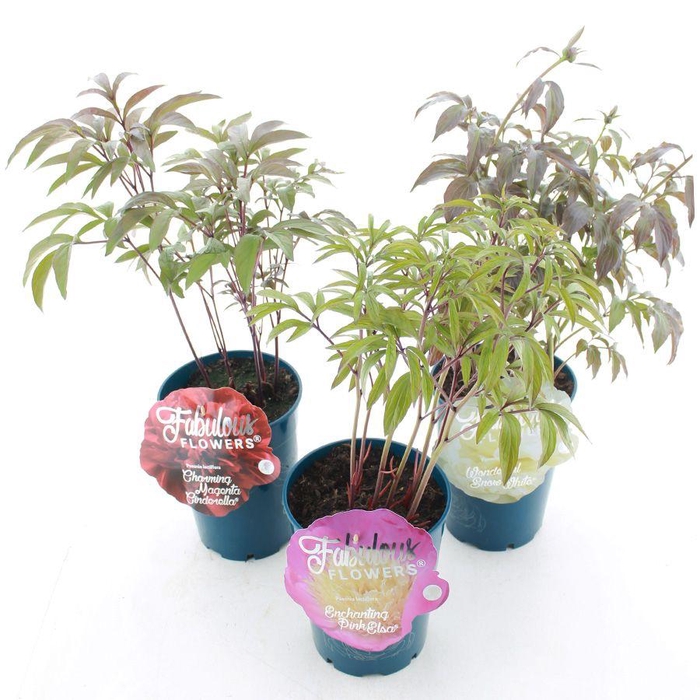<h4>Paeonia lactiflora Fabulous Flowers® MIX C7 (21cm.)</h4>