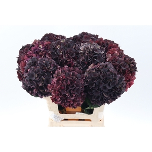 Hydr M Mag D Ruby Cl