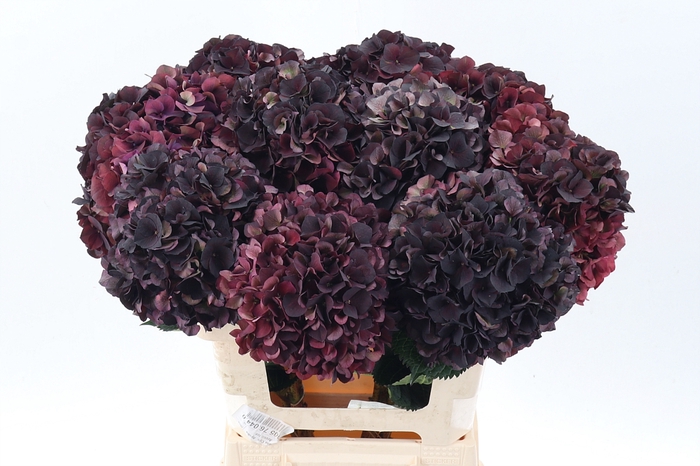 <h4>Hydr M Mag D Ruby Cl</h4>