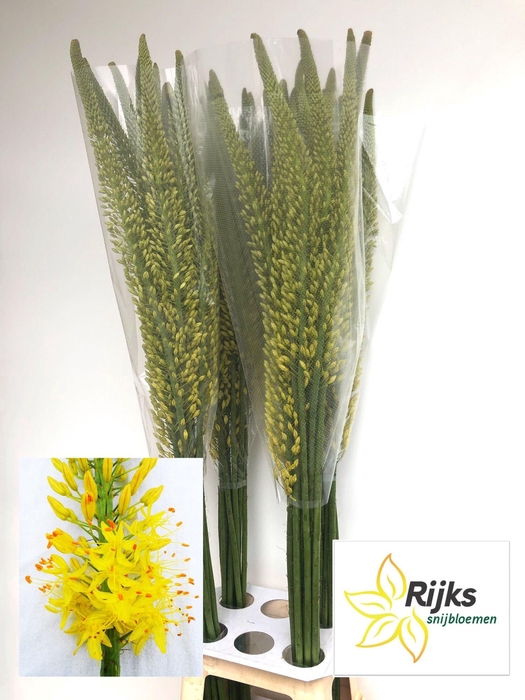 <h4>EREMURUS TAP DANCE</h4>