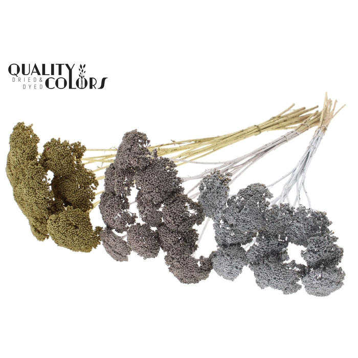 <h4>Achillea per stem Mixed colours Wedding</h4>