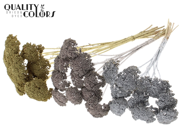 Achillea 2-4cm per stem Mixed Colours Wedding