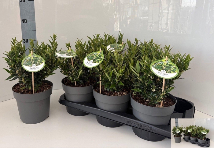 <h4>SARC RUSCIFOLIA</h4>