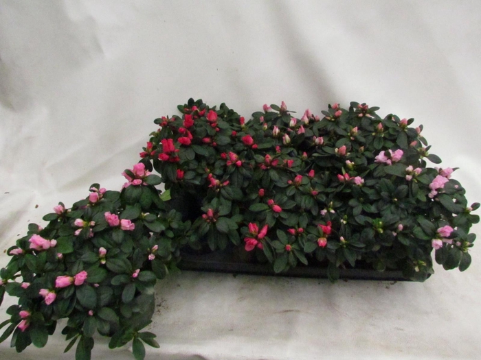 <h4>RHODO SI VOGEL GEM</h4>