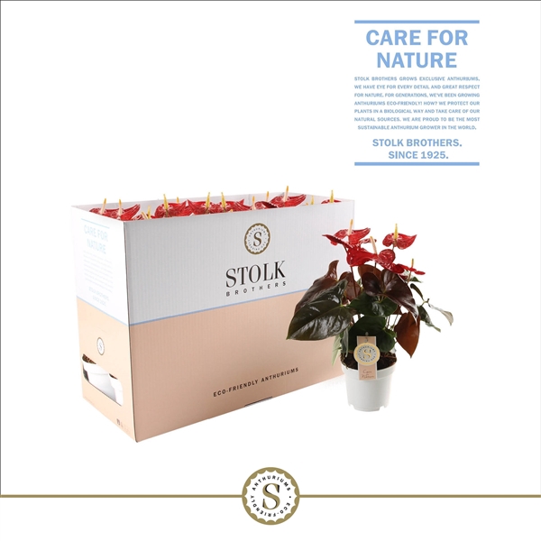 <h4>Coral Champion 14cm in ecobox</h4>