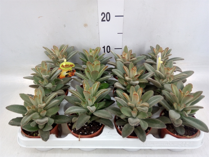 <h4>Kalanchoe NF tomentosa</h4>