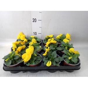 Viola wr. 'Matrix Yellow'