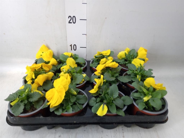 <h4>Viola wr. 'Matrix Yellow'</h4>