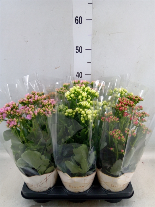 <h4>Kalanchoe   ...</h4>