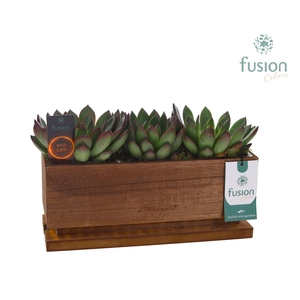 The Green Lighting Garden LED Medium lang met Succulent