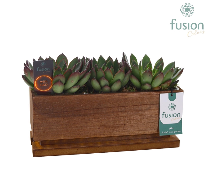 <h4>The Green Lighting Garden LED Medium lang met Succulent</h4>