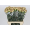 Dianthus St Viper