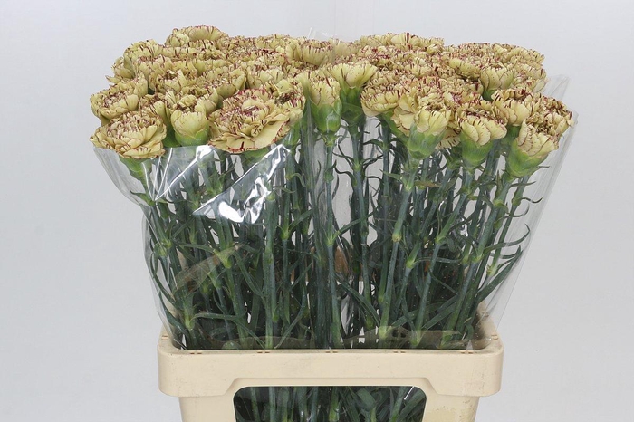 <h4>Dianthus St Viper</h4>
