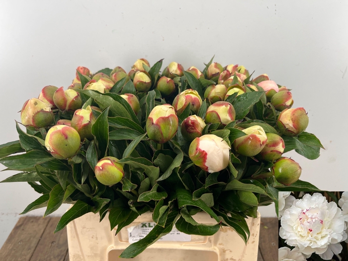 <h4>PAEO L FESTIV MAXIMA</h4>